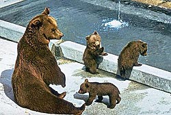 Medvědi ze znaku města Bern