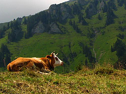 Ležící švýcarská kráva