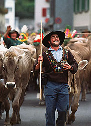 Slavnostní pochod krav