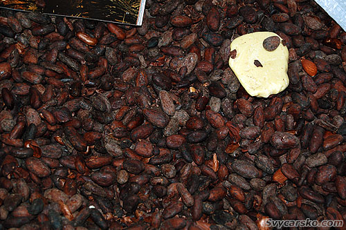 Pytek kakaových bobů a kakaové máslo